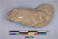 藏品(巨大牡蠣)的圖片